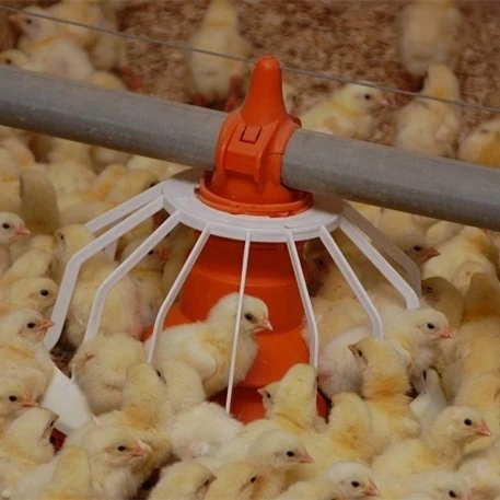 broiler feeding poultry automatic feeders