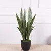 4 groups of green-edged snake plants - medium 76cm