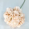 แชมเปญ