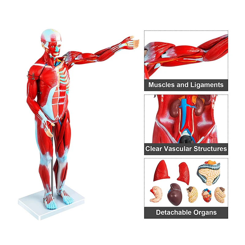 超絶レア‼️80s Hanes USA製 Anatomy 人体模型 筋肉 両面 80s USA製 Hanes Leslie Arwin 人体 筋肉 スケルトン 両面
