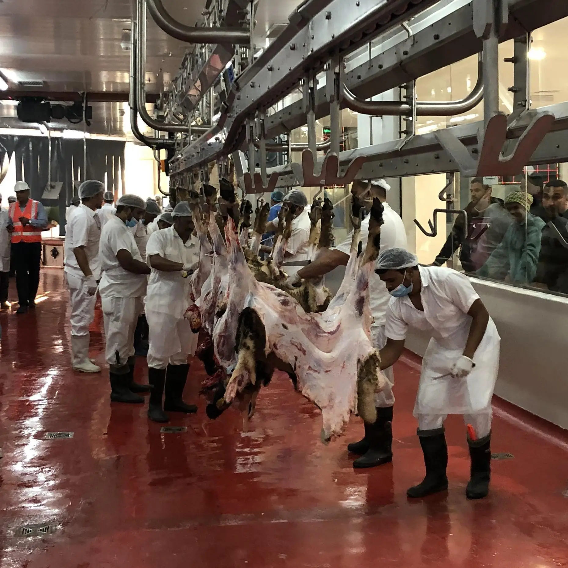 Hygienic controlled sheep slaughterhouse equipment with carcass conveying system
