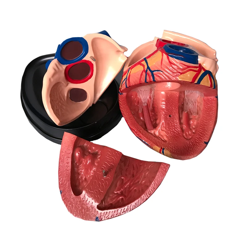 Medical Teaching Display Big Human Anatomical Heart Model For Classroon Study