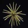 I 008