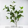 WS-5 Forked Bean Leaf