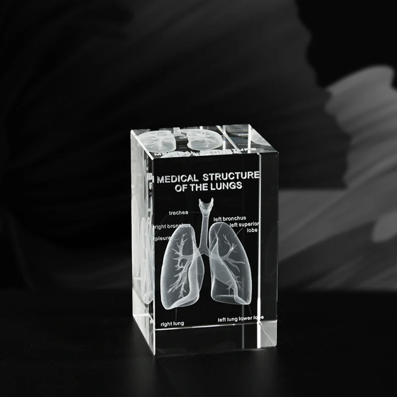 Cubo de Cristal Personalizado con Bajo Volumen de Pedido 3D con Grabado Láser, Adorno de Cristal con Órgano Médico en su Interior para Equipos de Enseñanza en Escuelas de Medicina