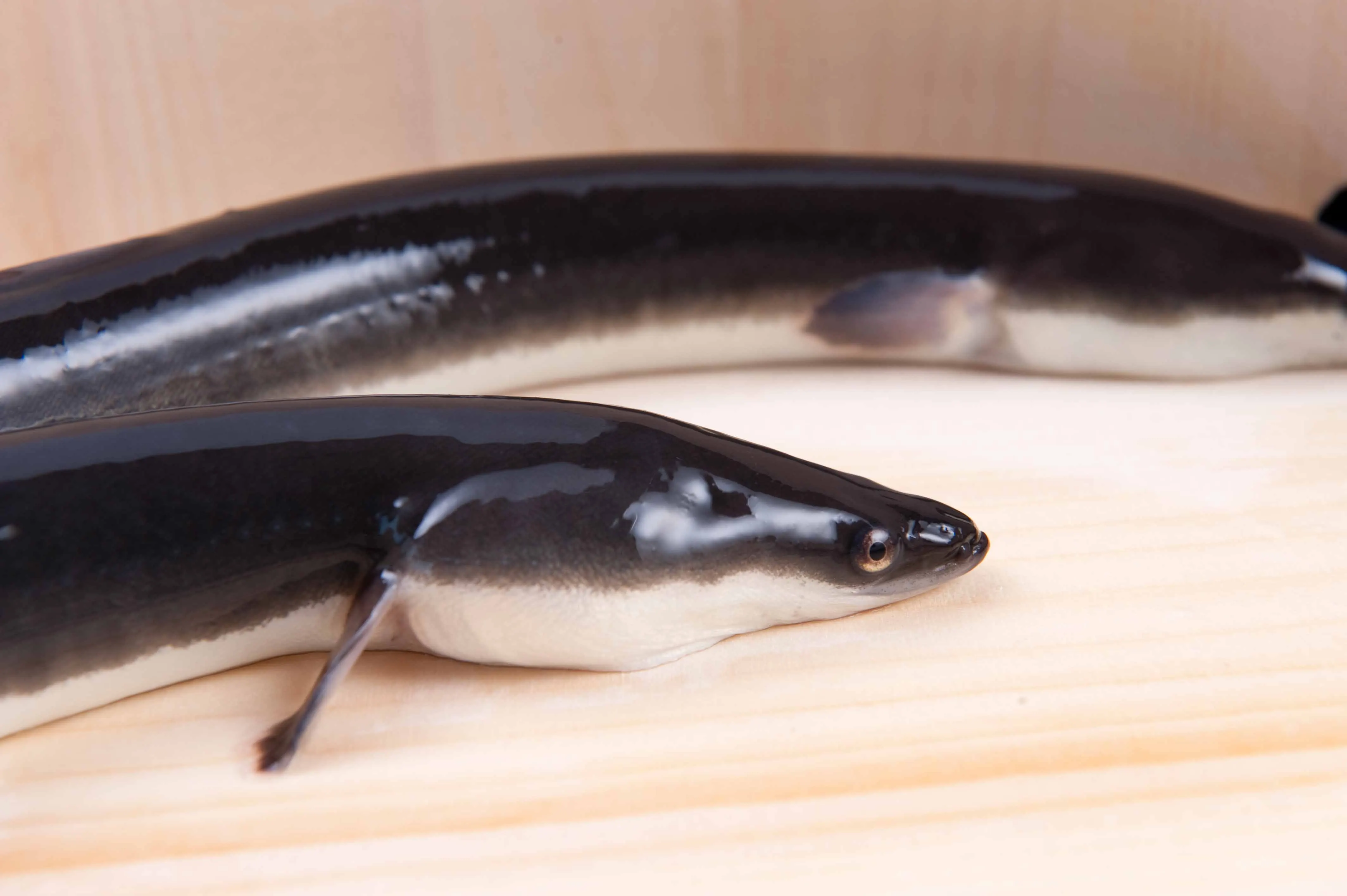 Japanese Eel Kabayaki (vacuum Package) Buy Japanese Eel Kabayaki (vacuum Package) Product on