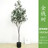 Albero di eucalipto 5