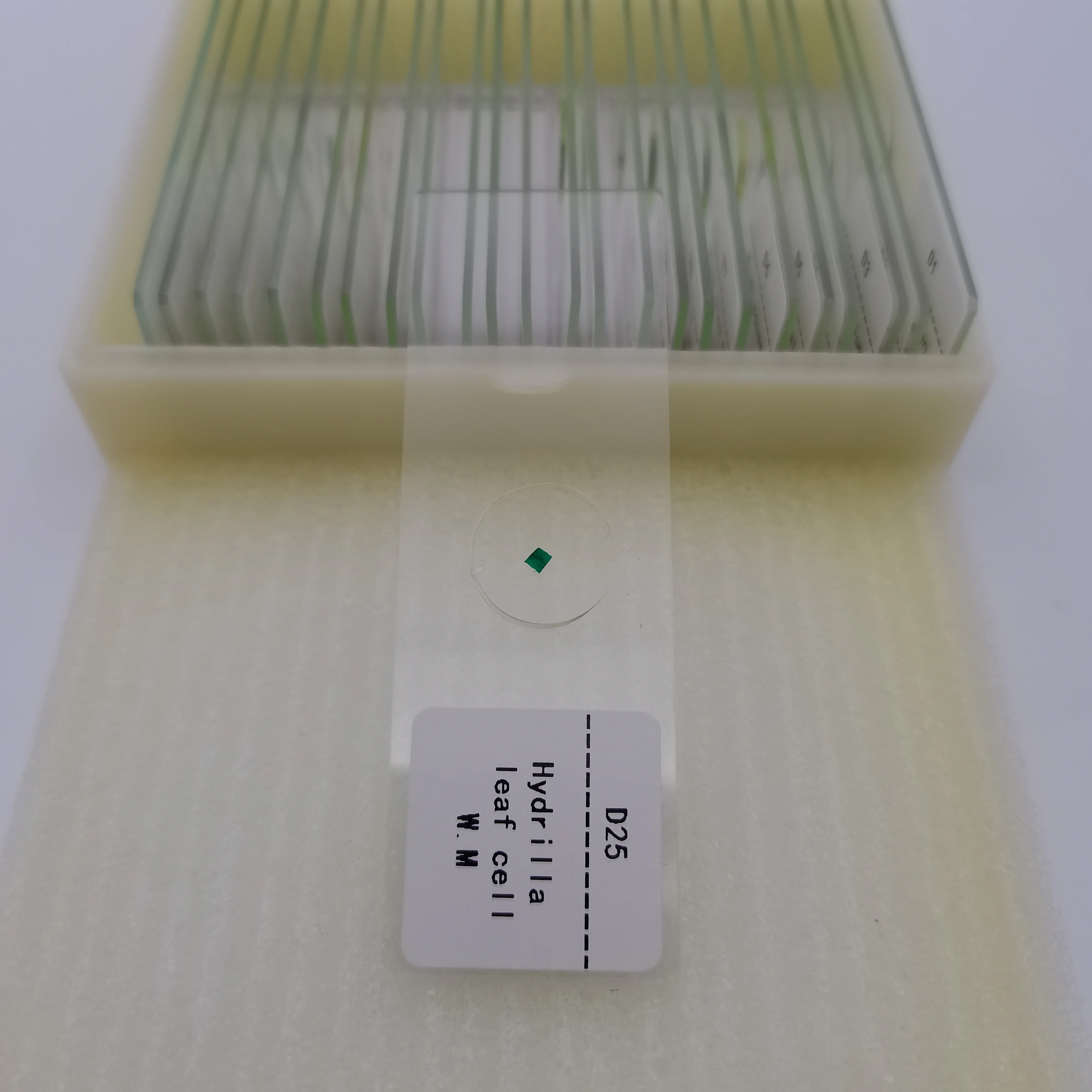 25pcs Preparation Specimen Biological Prepared Slides Of Plant And