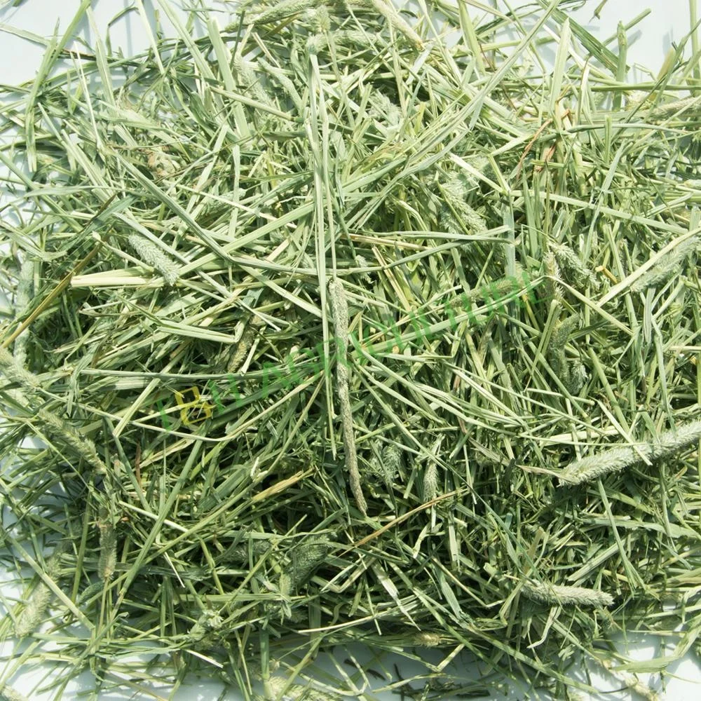 timothy rabbit hay