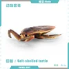 colorful PL127-2718 Soft-shelled turtle 12g