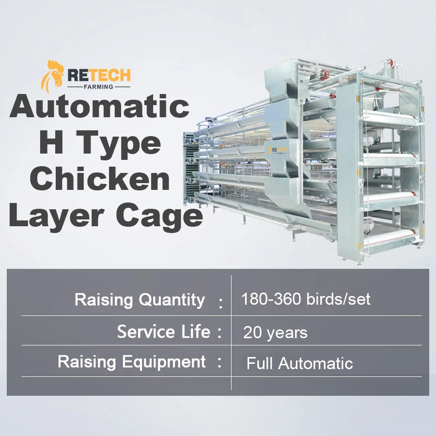 Automatic H Type Poultry Cages for Layer Chickens for 50000 Birds