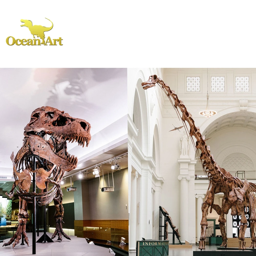 Real Dinosaur fossil Life Size Dinosaur Skeleton Replicas
