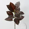 (Rubber tree with 90cm long, red branches)