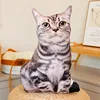 Beautiful short cat