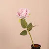 รากบัวสีชมพู