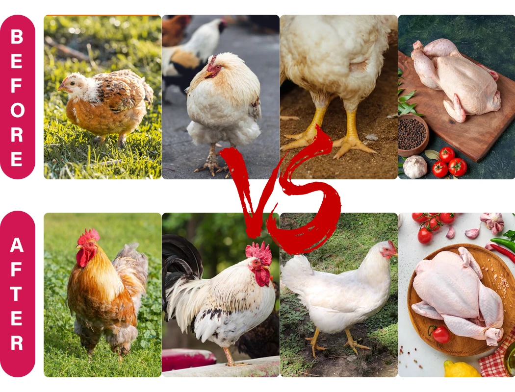 Broiler Promoter Fast Growth And Weight Gain Chicken Booster Poultry