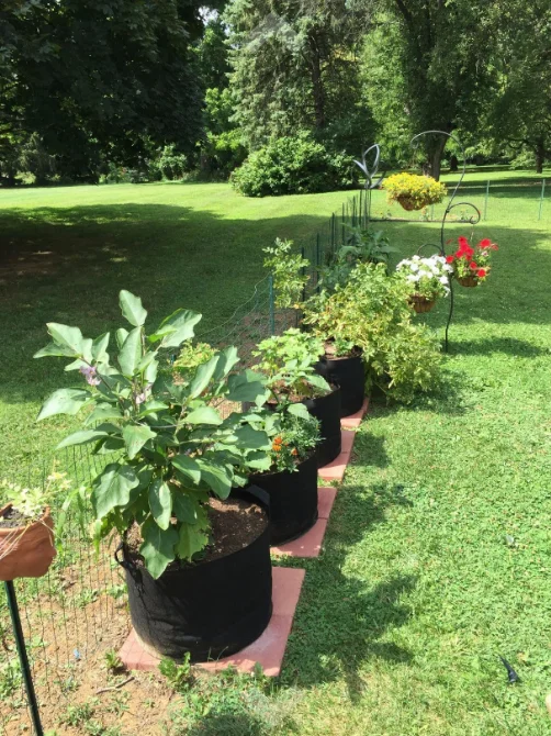 1 2 3 5 10 15 20 Gallon Grow Bag Planting Vegetables Planter Tree Seeding Pots Flower Pot Fabric Plant Grow Bags Hfd260f26335d457c9428532e2bcf3053Y