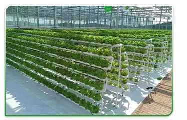 polycarbonate greenhouse