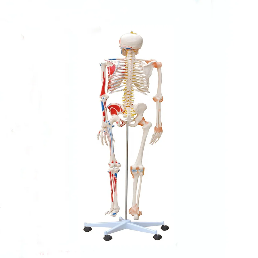Factory price medical skeleton model educational skeleton model with Nerves and blood vessels Nerves and blood vessels