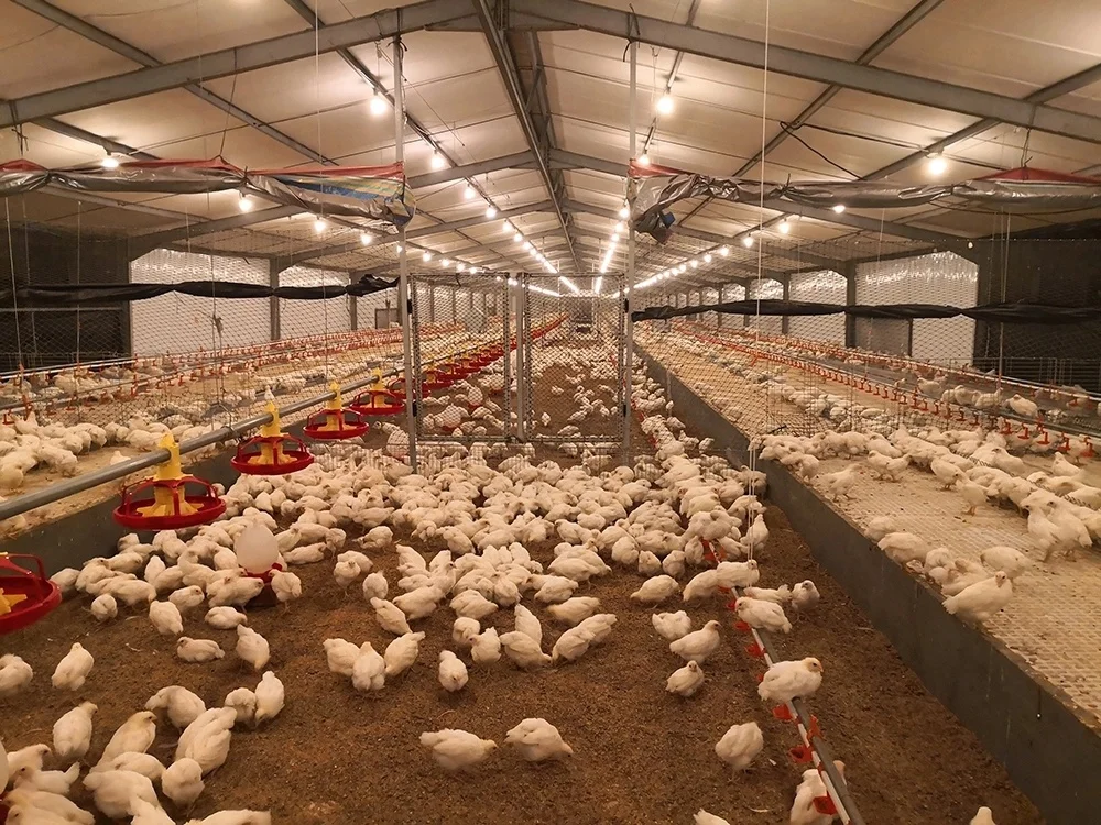 Poultry-Feed-Production-Line Feeding Line for Poultry Chicken Feeder Machine