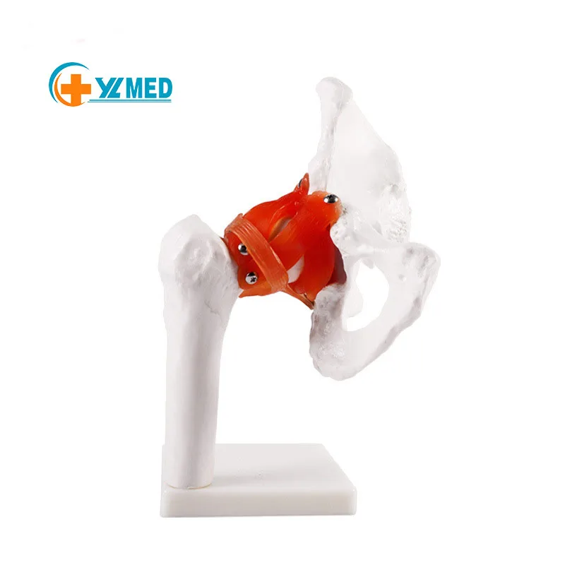 Medical Scientific Model of Human Hip Joint and Femoral Skeleton Teaching Aid