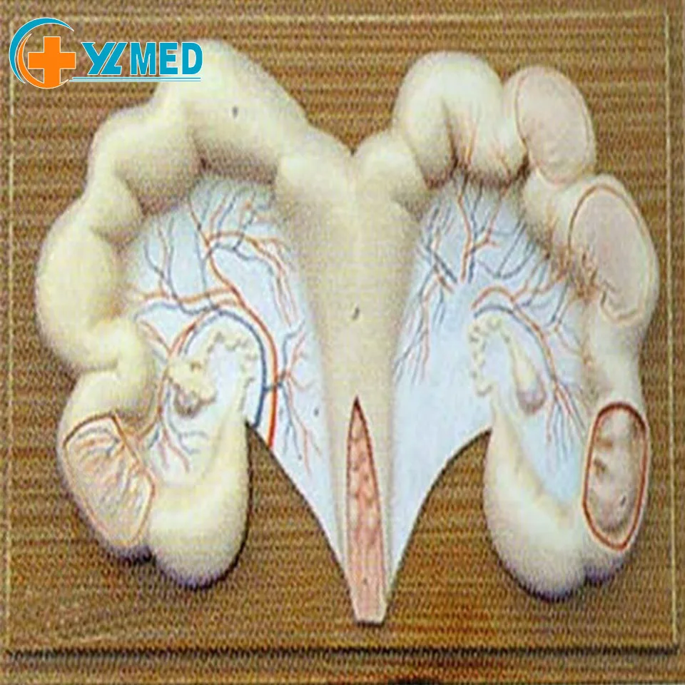 Veterinary Anatomical Model of Pig Uterus Medical Science Product