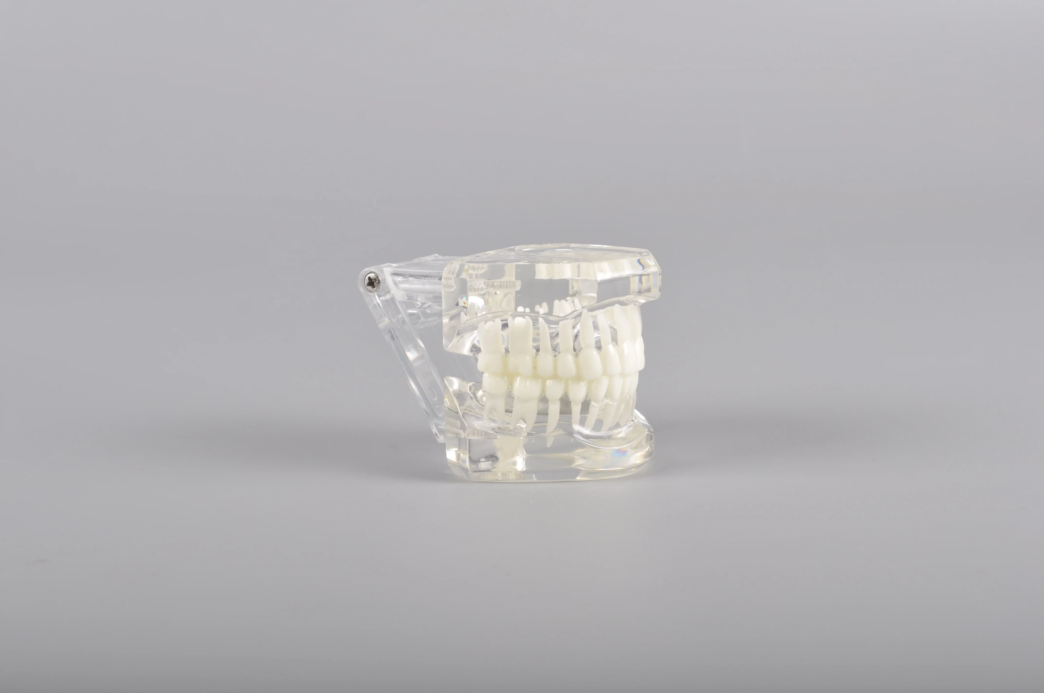 A7001 Transparent Color Standard Model Teeth Model for Brackets Demonstration