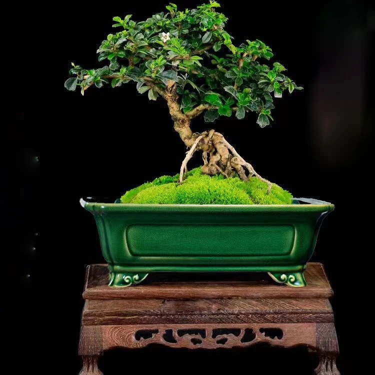 Professional Creative Purple Sand Bonsai Pots Glazed Bonsai Pot Large