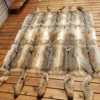 Wolf skin 120*180cm