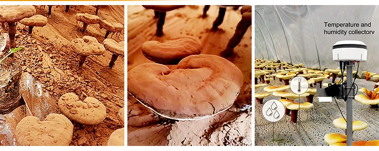 Shellbroken Herbal Lingzhi Ganoderma Spore Powder Plant Extract