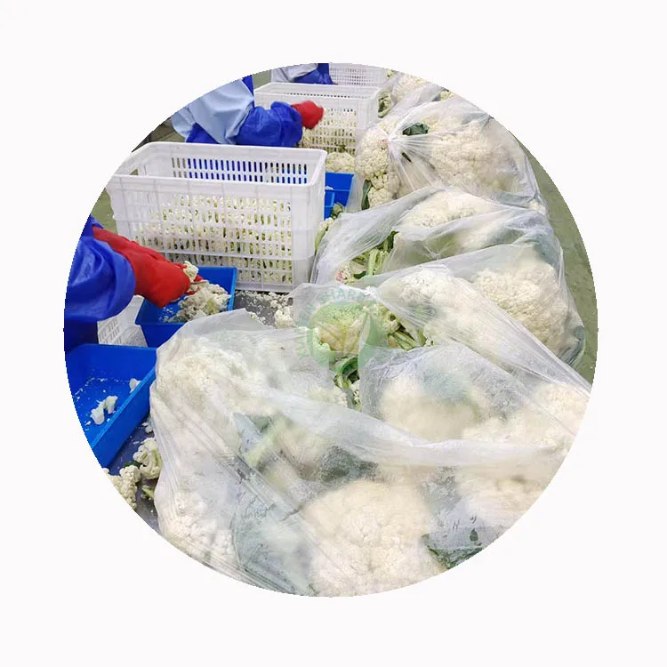 IQF cauliflower florets bulk packing for distributors IQF cauliflower florets bulk packing for distributors