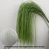 Germoglio di Salice Verde