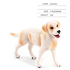 Labrador