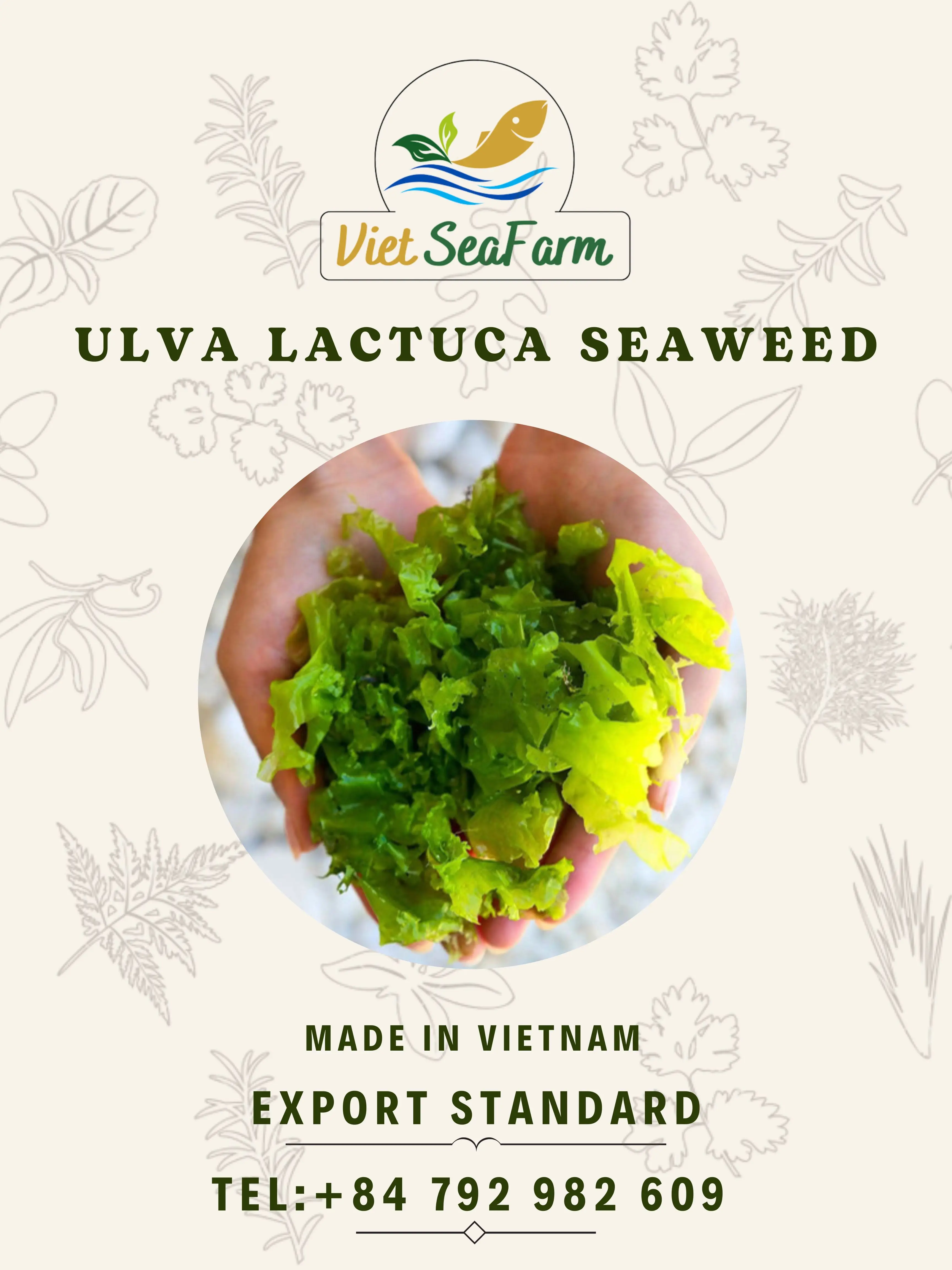 Ulva Lactuca Seaweed Best Choice Seaweed From Vietnam Export High