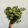 Verde claro