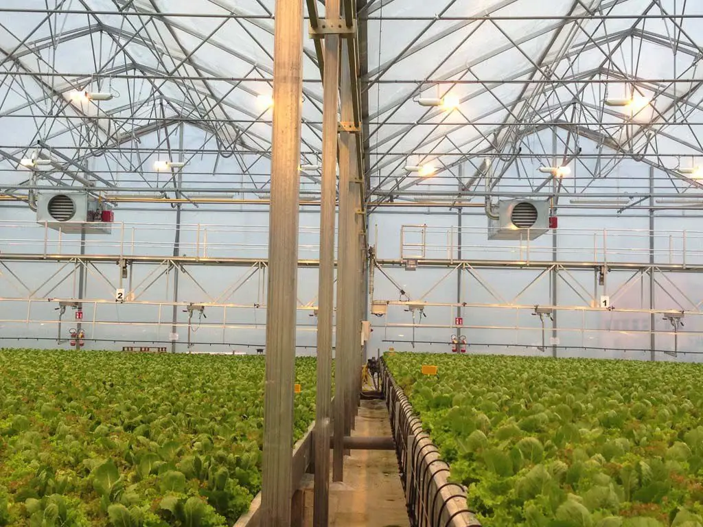 Long Time UV Resistant Multi Span Agricultural Greenhouses
