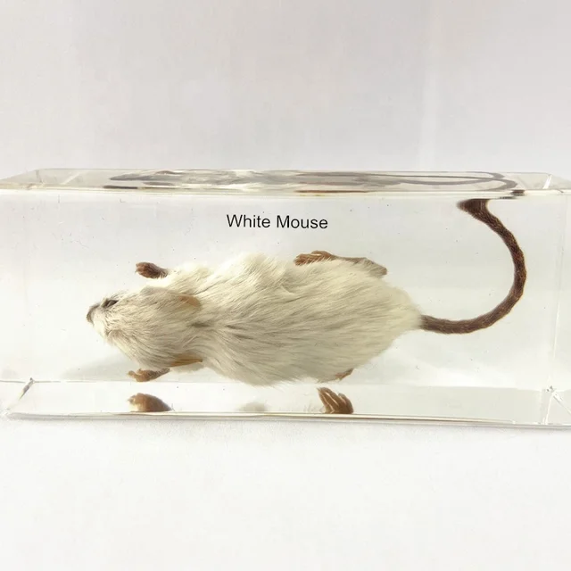 Animal Anatomy Safe Transparent Resin Other Teaching Tools White Mouse Specimen for Science Research