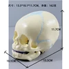 Infant skull model