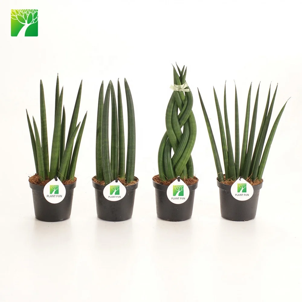 热卖50厘米高度家居装饰景观绿色叶子植物盆景蛇植物sansevieria Tribullata Buy Snake Plant Sansevieria Plant Sansevieria Trifilata Product On Alibaba Com