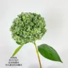 6 # verde