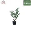 Money Tree - 60cm