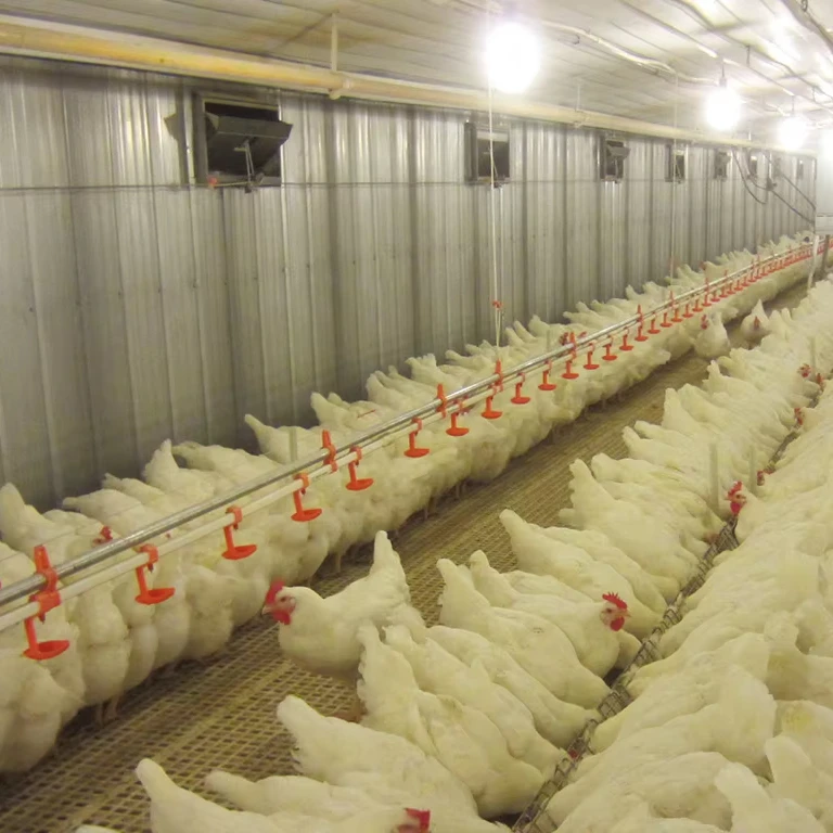 Outstanding Quality Full Set of Automatic Broiler Poultry Farming House Design Chicken Shed Equipment