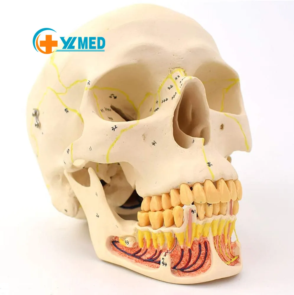 Модель черепа в натуральную величину для взрослых съемная модель головы с цифровой анатомией скелета для обучения медицинской науке