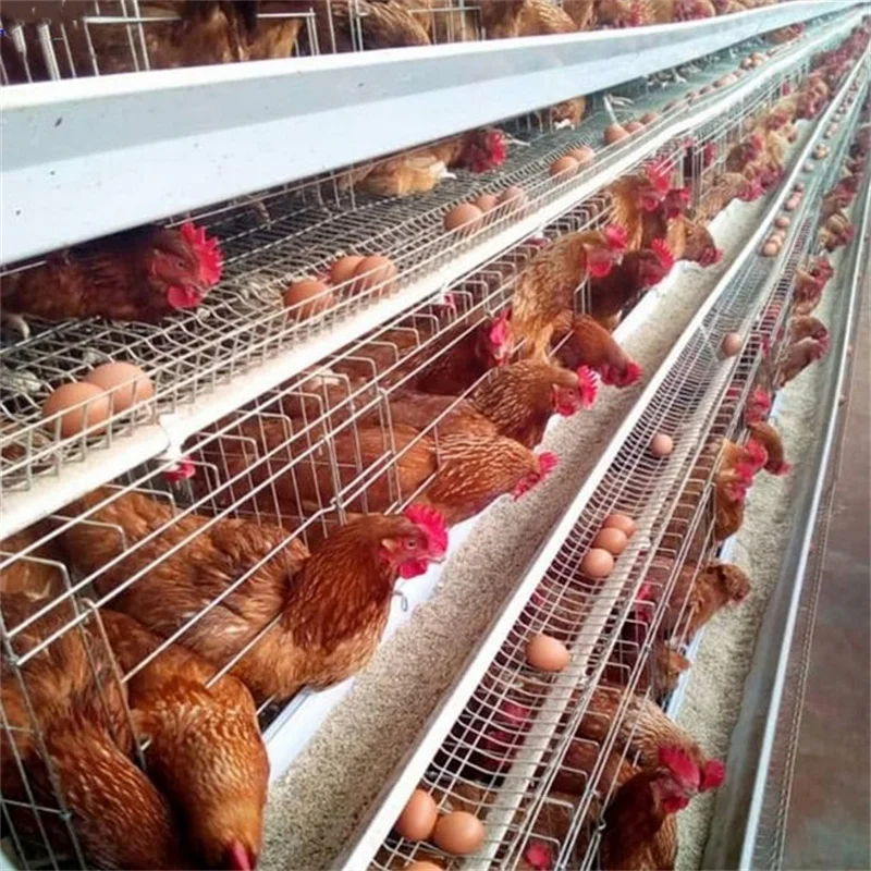 A Type Battery System 3 Tier 120 Layers Chicken Cage for Sale in Nigeria