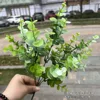 5-pronged narrow-leaf eucalyptus-gray-green