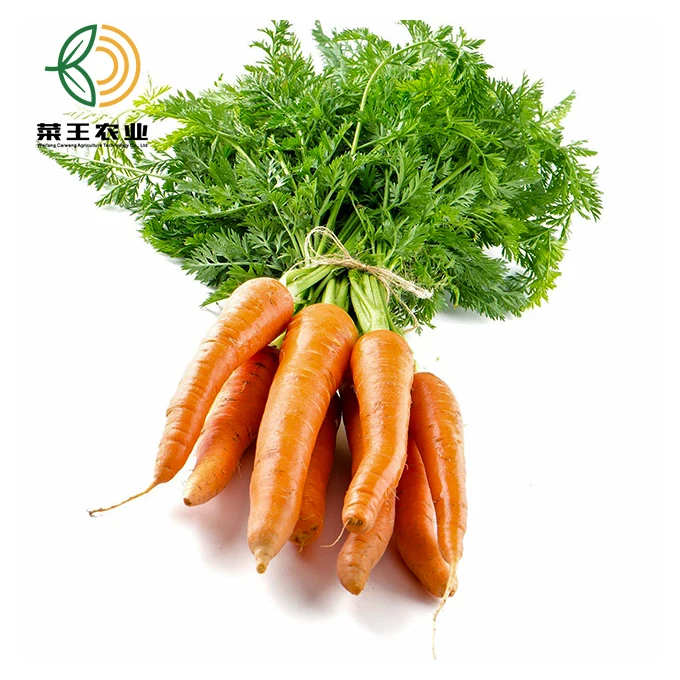 premium fresh carrot organic carrots for russian market - buy