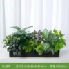 Misty Rain [Adecuado para jardineras de 60 cm]