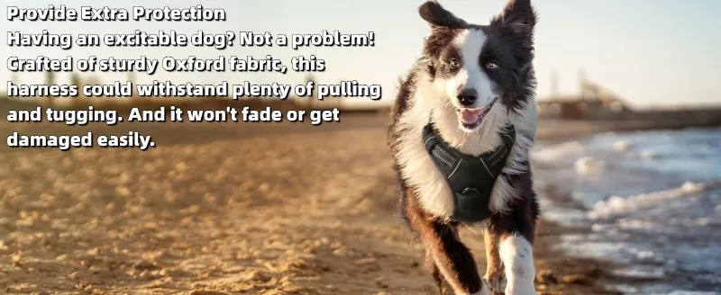 Hot Selling Nylon Outdoor Dog Harness Leash Suitable for Small Medium Large Dogs Pet Products manufacture