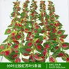 5 pieces of 99-leaf glutinous red perilla leaves