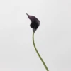 Pourpre